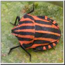 Graphosoma lineatum - Streifenwanze 03.jpg